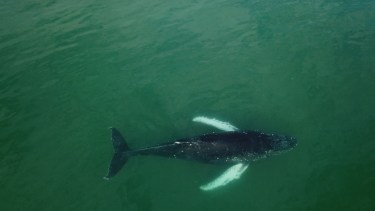 La ballena ya nada en aguas seguras. (Foto: gentileza Candela Fernández)
