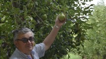 Imagen de Adiós a Carlos Natalini, un productor comprometido con la fruticultura regional