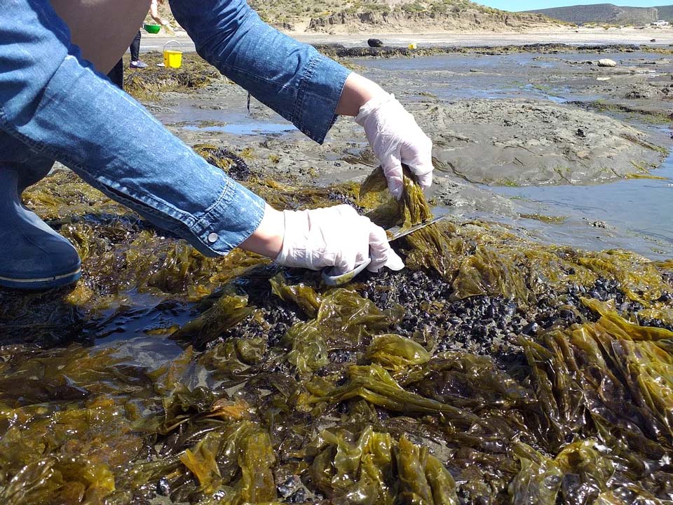 Fideos con algas "con sabor a calamar" pasarán a la etapa de producción luego de obtener un financiamiento de $ 7,4 millones del Ministerio de Ciencia, Tecnología e Innovación - Foto: Agencia Télam. 