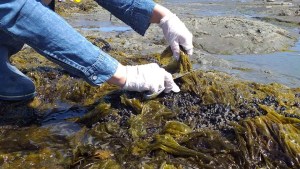 Producirán fideos con algas creados por investigadores en Comodoro Rivadavia