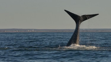 Las ballenas adelantan su espectáculo en Las Grutas