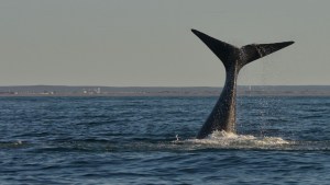 Las ballenas adelantan su espectáculo en Las Grutas