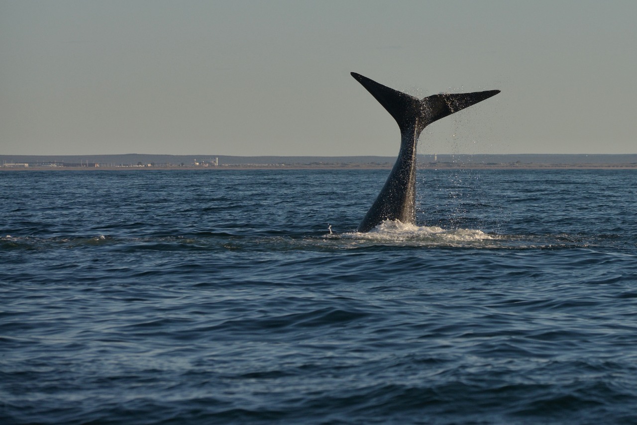 El show de las ballenas en el Golfo San Matías: se larga la temporada de avistaje. Foto: Martín Brunella. 