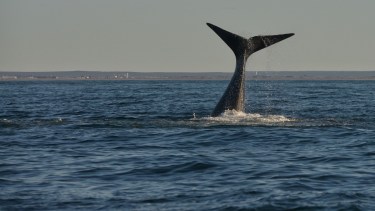 El show de las ballenas en el Golfo San Matías: se larga la temporada de avistaje. Foto: Martín Brunella. 