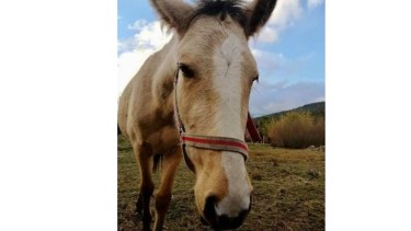 "Bonita", la yegua que le robaron a Darío Eggers. Foto: gentileza