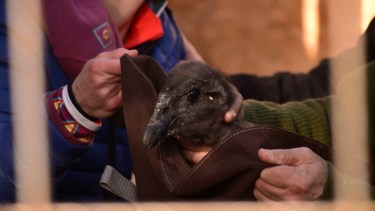 Cómo fue la liberación de la pichona de cóndor «Inés» en Epuyén