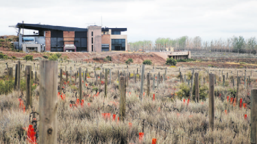La imagen, de 2017, muestra el estado de abandono que tenían hace cuatro años los viñedos. Desde entonces no se hizo nada.
