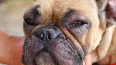 Aunque hay algunos tratamientos, esta alergia no se puede evitar. (Gentileza).-