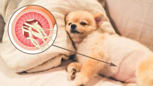 Parásitos en las mascotas y el alerta por los que afectan a la sangre