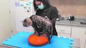 Fisioterapia y rehabilitación en animales: prácticas y beneficios