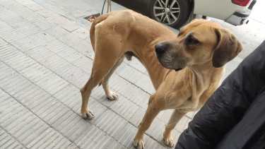 Bastante más flaco y con mucho miedo, apareció Milo por el centro de Neuquén. Un vecino lo retuvo para que Julieta lo buscara