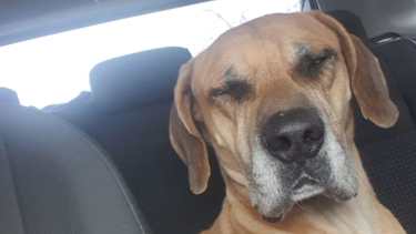 Apenas divisó a su adoptante, Milo se subió al auto