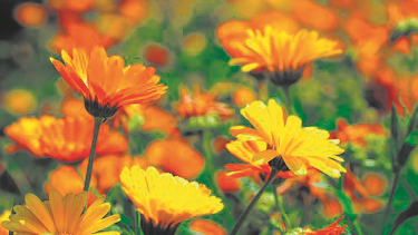 Florece desde junio hasta noviembre aproximadamente.