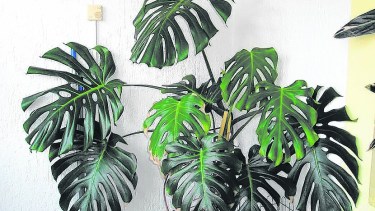 La monstera es una de las plantas más populares y pedidas en los viveros.