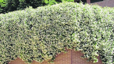 La planta soporta temperaturas de 5° y el frío y la poda en invierno benefician la floración en primavera. “Es una trepadora que necesita ser tutorada”.