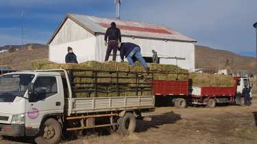 En Comallo se constituyó uno de los primeros bancos de forraje. Durante el invierno pasado la distribución de pasto y maíz fue vital. Foto: gentileza. 