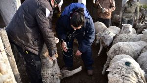 La propagación de la sarna ovina genera preocupación en la Región Sur