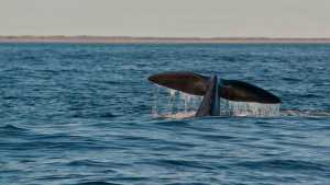 Seis ballenas pasearon por Las Grutas a lo largo del ‘finde’