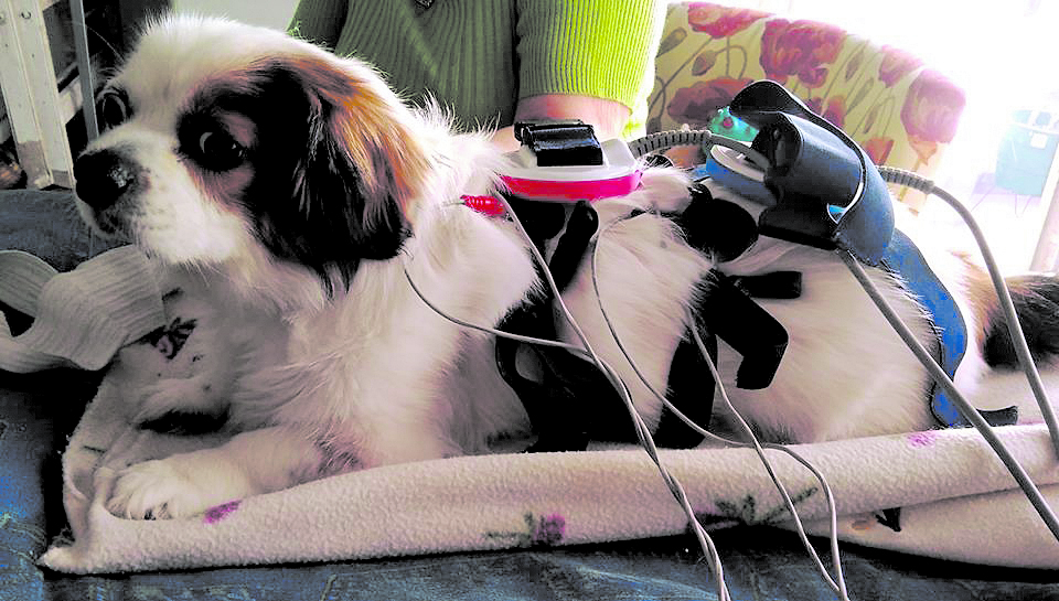 La magnetoterapia es una de las prácticas aplicadas en perros para rehabilitación.