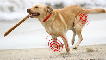 La artrosis no solo se presenta en perros añosos, sino también hay tendencias según la raza y el peso. (Gentileza).-