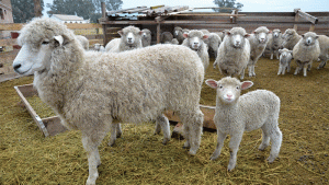 Diputados se refirieron a la modificación de la ley ovina