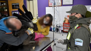 El ejemplar de cóndor fue auxiliado por gendarmes en Epuyén y puesto a resguardo. Foto Gentileza 