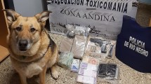 Imagen de Un perro de la policía de Bariloche alertó sobre estupefacientes en el auto de una familia