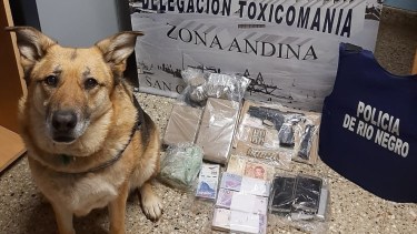 Un perro de la policía de Bariloche alertó sobre estupefacientes en el auto de una familia