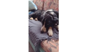 Buscaban a su perro en las redes, pero estaba abajo del cemento: mirá cómo lo rescataron