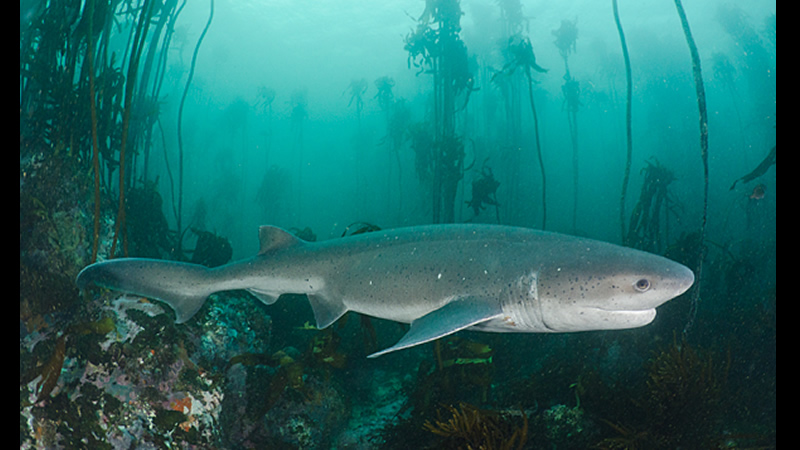 Las principales amenazas para los tiburones de la costa de Río Negro son la pesca comercial (artesanal e industrial) no dirigida y la pesca deportiva dirigida no regulada