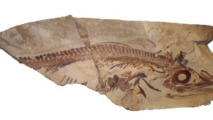 Un reptil marino prehistórico de Vaca Muerta se sumó a la colección del museo de Zapala