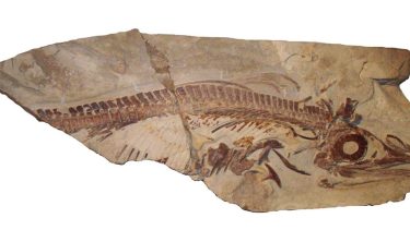 Un reptil marino prehistórico de Vaca Muerta se sumó a la colección del museo de Zapala