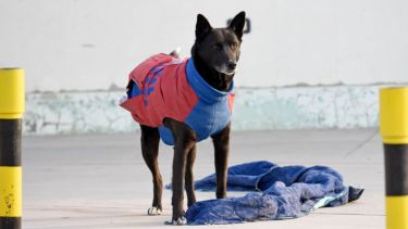 ¡A abrigar a las mascotas! Para evitar que pase el frío. Foto: Florencia Salto.-