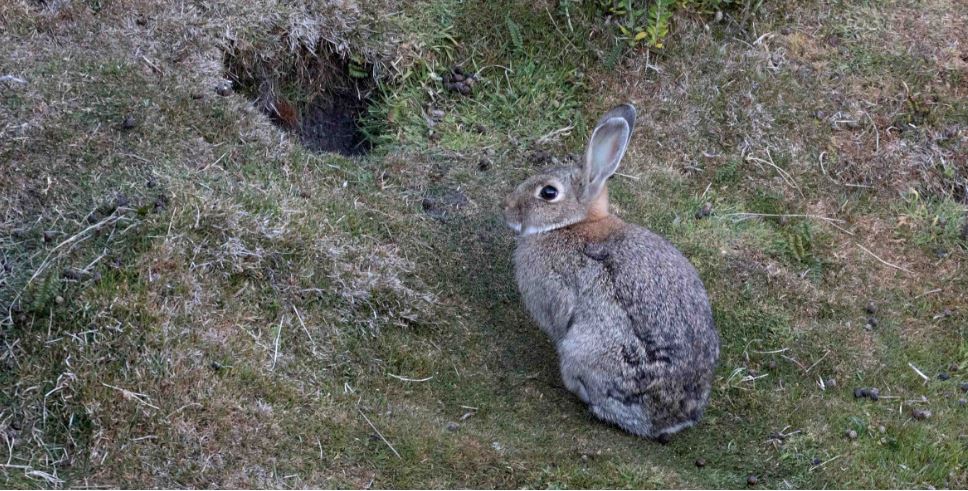 El conejo europeo fue traído a Tierra del Fuego y se esparció por la Patagonia. (Ministerio de Ambiente de la Nación).-