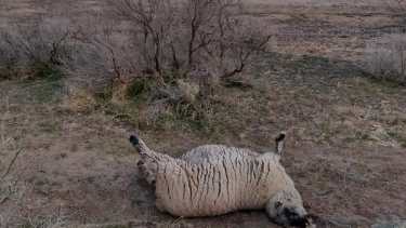 Los crianceros de Añelo solicitan mayores controles sobre la tenencia responsable de perros. Foto: Gentileza Facebook Margarita Bravo.
