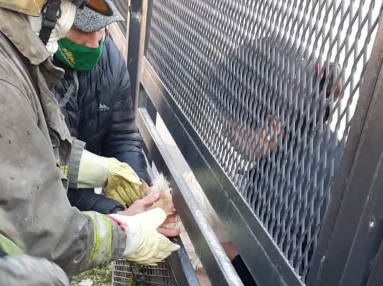 Los bomberos de Neuquén usaron una tijera para ir abriendo la reja. Foto: Gentileza Policía de Neuquén. 