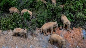 Una misteriosa marcha de elefantes salvajes mantiene en vilo a China