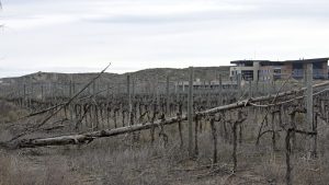 Iadep: demoran las definiciones por las bodegas abandonadas en Neuquén