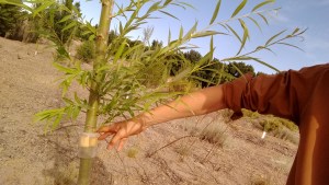 Allen: así se piensa y hace la política ambiental local a largo plazo