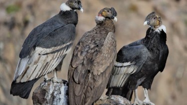 La familia. El cóndor juvenil flanqueado por mamá y papá (derecha, con la cresta)  en el Cajón del Covunco, al norte de Neuquén. Foto: Martín Muñoz