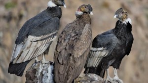 “¡Estoy a dos metros!”: la alegría de un guardafauna cuando se acercaron los cóndores en el norte neuquino