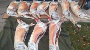 Decomisan capones faenados que llevaban en un utilitario a Bariloche