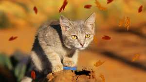 Pronóstico: así termina la semana en la región