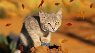 Si dejas a tus animalitos salir, acordate de meterlos adentro a la noche para que no pasen frío.-