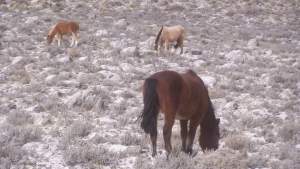 La historia de la familia de crianceros que le ganó la batalla a las cenizas