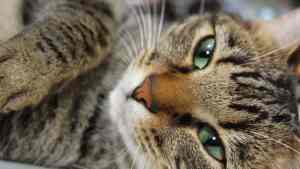 Pronóstico: el viernes se anticipa con inestabilidad y frío en la región