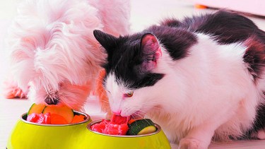 Mitos y verdades sobre las dietas para perros y gatos