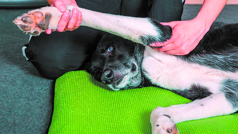 Ejercicios de fisioterapia para perros con osteoartritis.