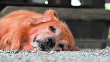 Piden la creación de un hospital veterinario municipal con guardias. Foto: archivo