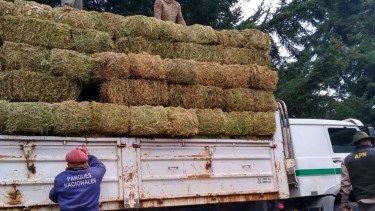 Esta mañana trasladaron unos 200 forrajes desde Picún Leufú hasta La Angostura. Foto: gentileza